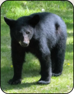 Bear in Town of Worcester
