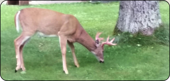 Deer in Town of Worcester