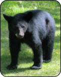 Bear in Town of Worcester